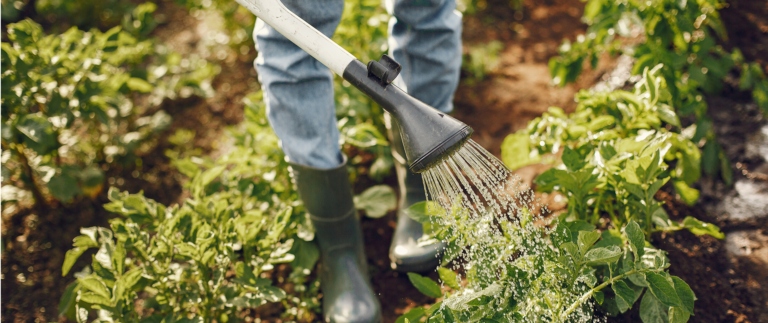 Fresh & Healthy Bites – From Farm to Your Home